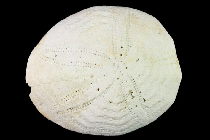 Fossil Sea Urchin (Eupatagus) - Florida #136069